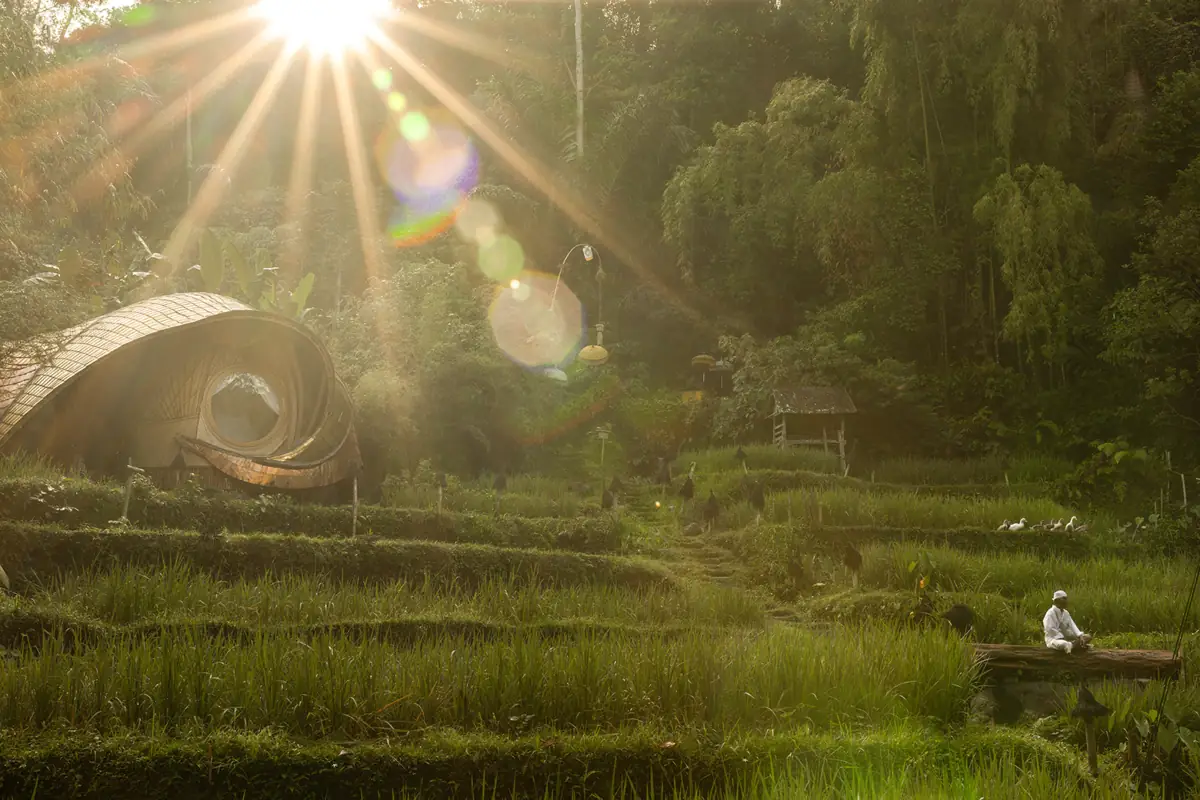 Morning sun over the rice terraces on the Sayan Ridge at Bambu Indah